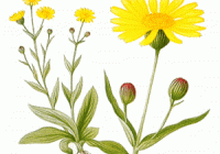 Arnica - the universal herbal remedy for homeopathy pain!