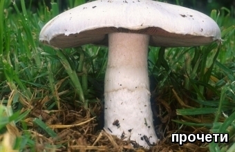 Полска печурка