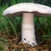 Polish mushroom