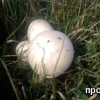 Ливадна печурка