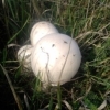 Ливадна печурка