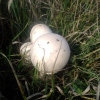  Horse mushroom