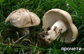 White Mayan mushroom
