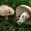 White Mayan mushroom