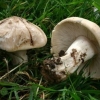 Белый гриб майя
