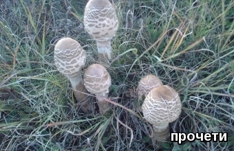   Parasol mushroom