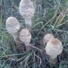   Parasol mushroom