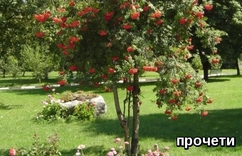 КАЛИНА