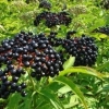 Black elderberry fruit