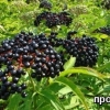 Черный бузины фрукты