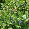 Wild blueberries