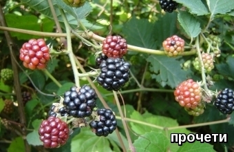 Wild forest blackberries