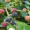 Wild forest blackberries